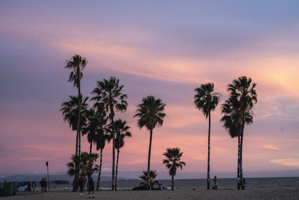 Palm trees silhouetted against a beach sunset, a calm image for LGBTQ+ visitors seeking sexual health care
