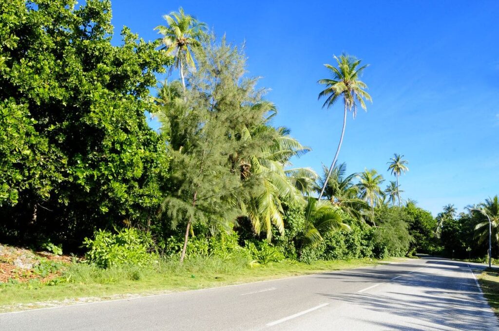 Road lined with coconut palms on a tropical island, the route many visitors take to a sexual health clinic for an STD test